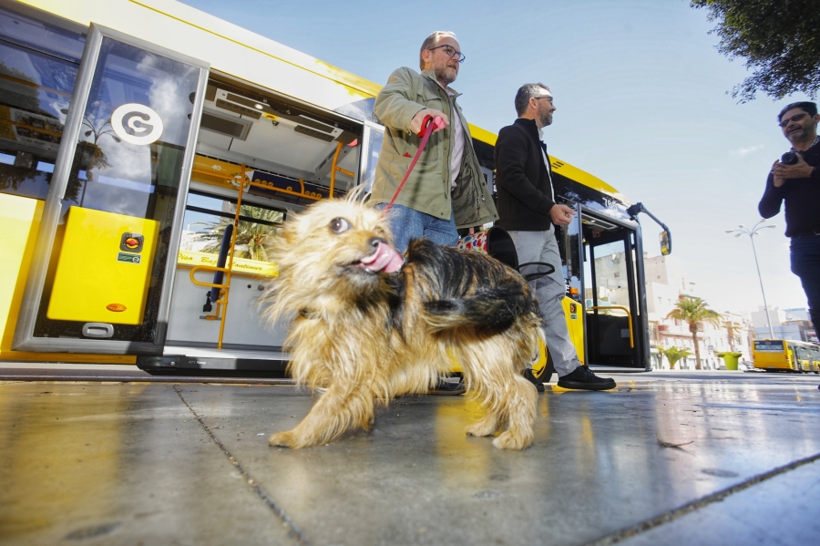 Guaguas Municipales permite el viaje de pequeñas mascotas a bordo de sus vehículos tras la publicación de la ordenanza de protección y tenencia de animales 